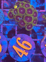 Purple Hornet Zoanthids