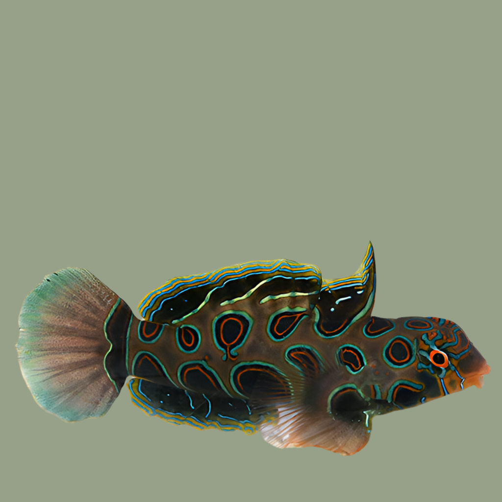 Goby