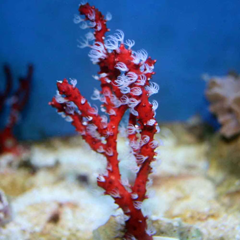 Red Finger Gorgonian