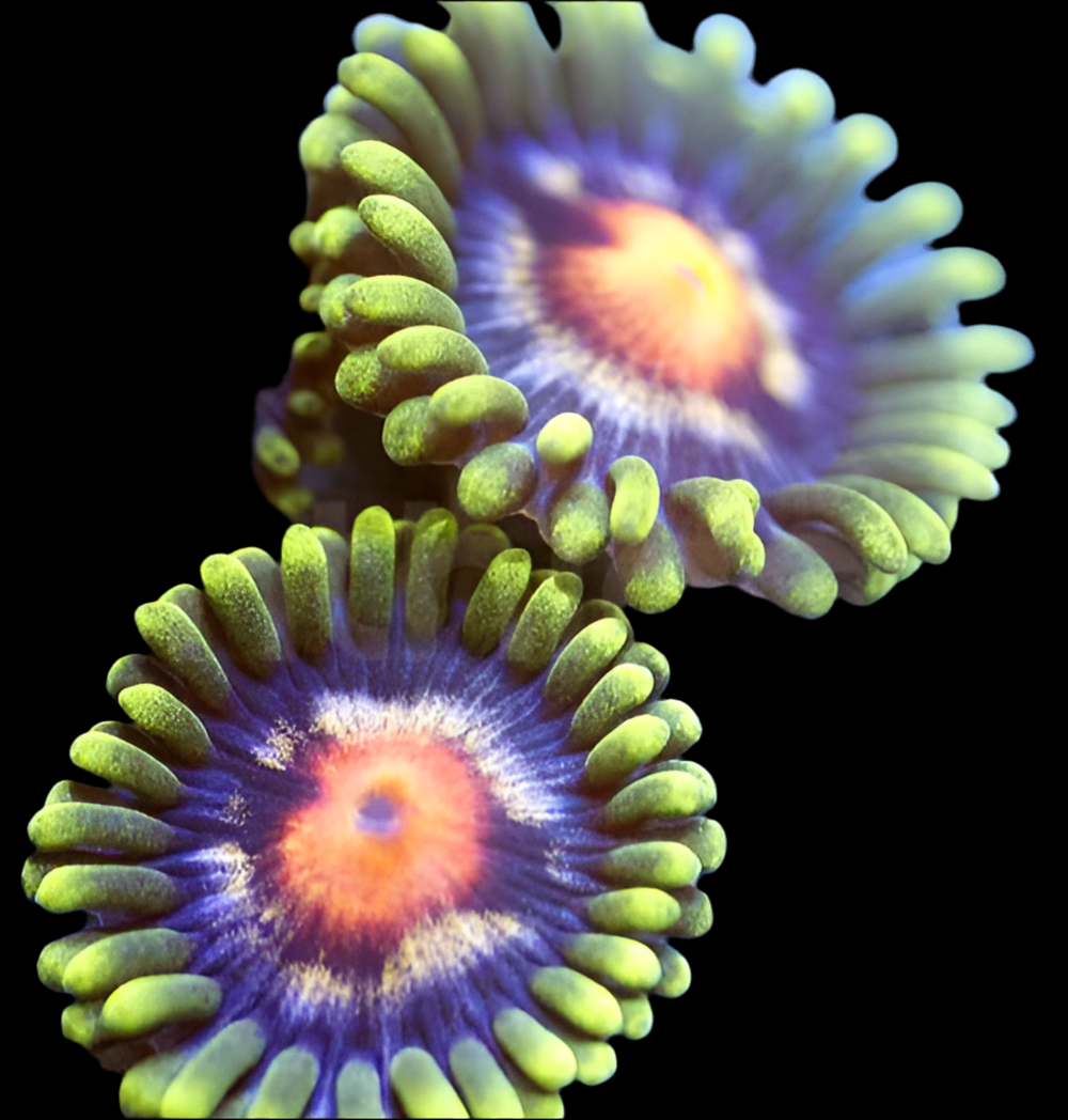 Bloomers Zoanthid
