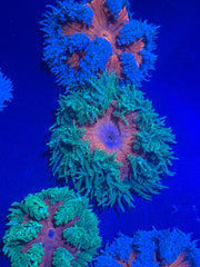 Rock Anemone