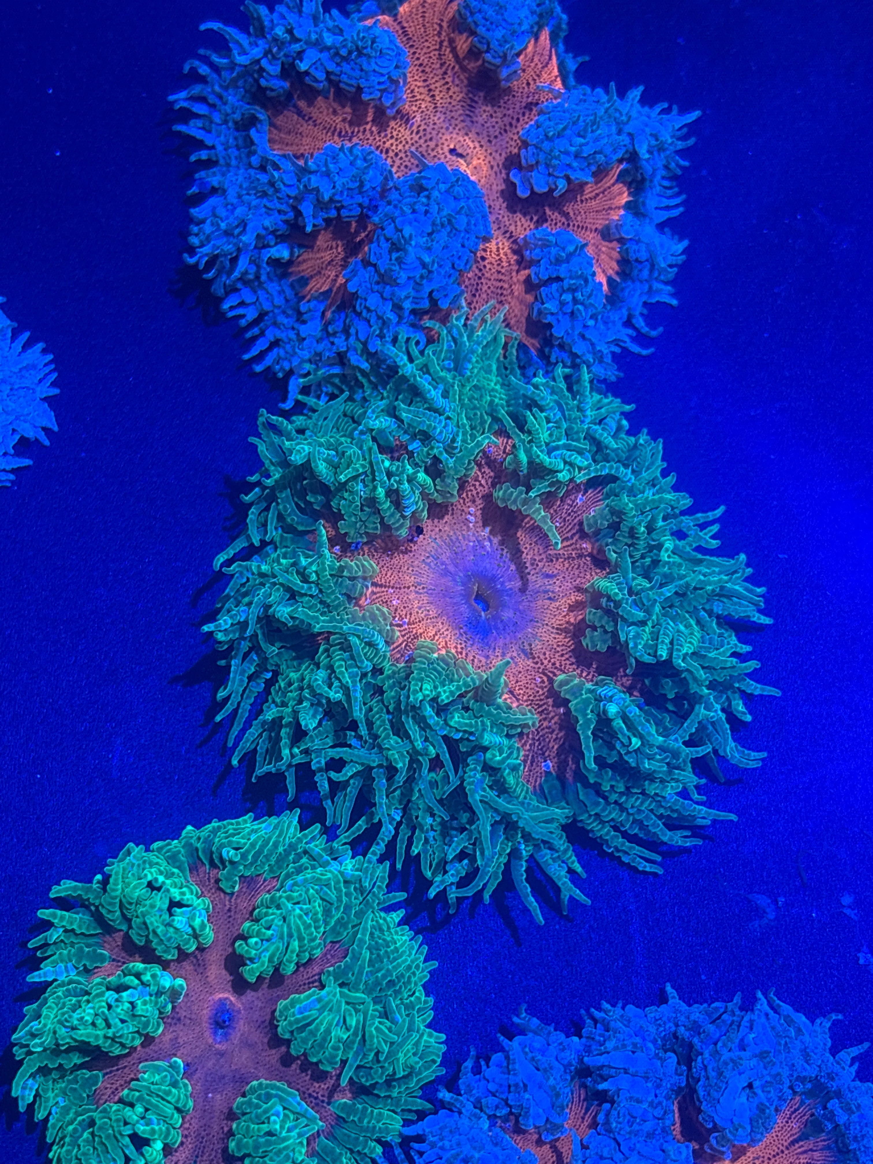 Rock Anemone