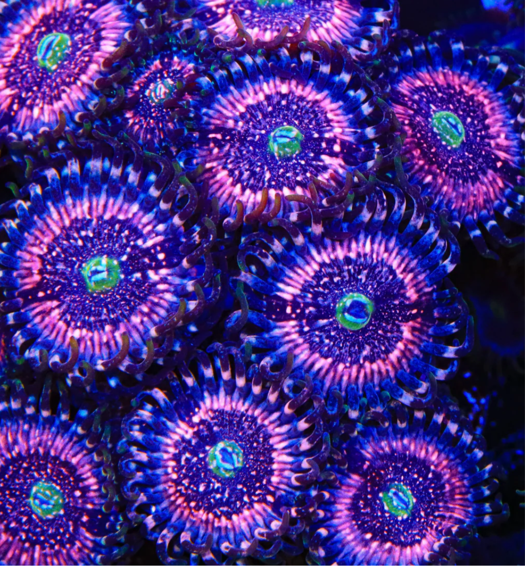 Pink zipper zoanthid
