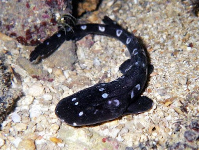 Baby bamboo shark