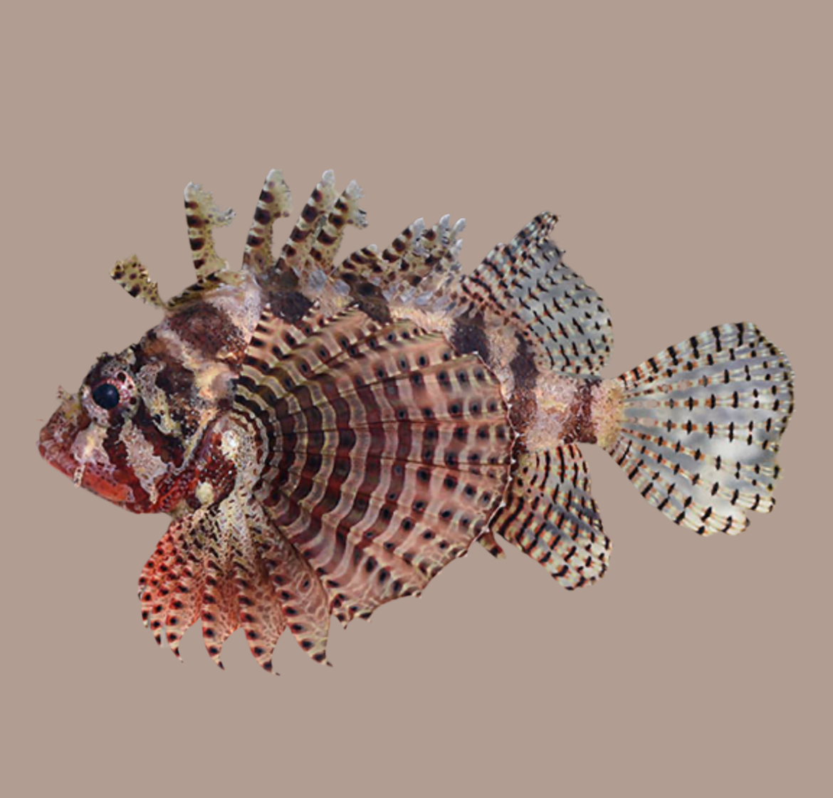 Dwarf fuzzy lionfish