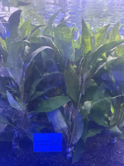 Narrow Leaf Temple