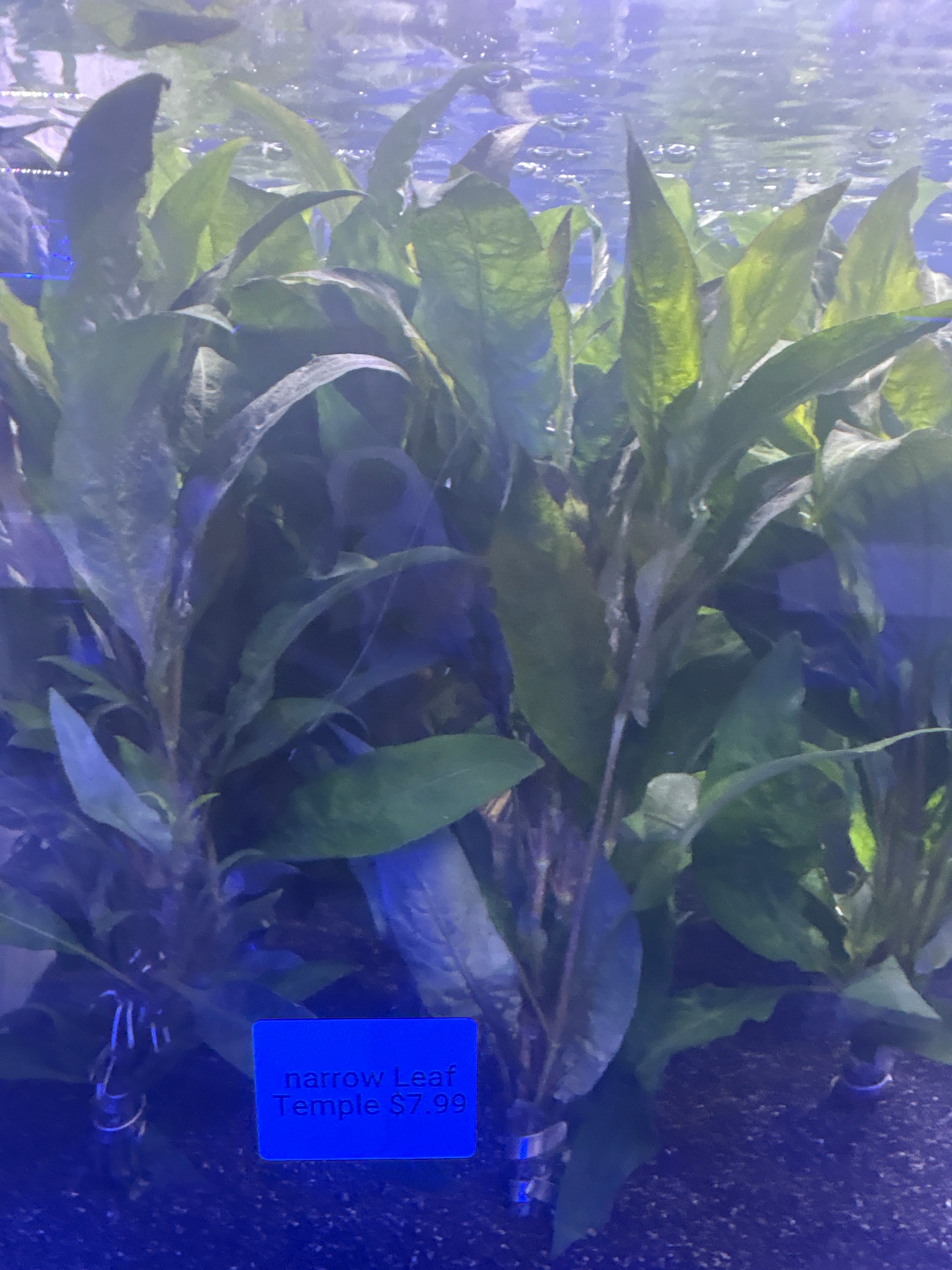 Narrow Leaf Temple