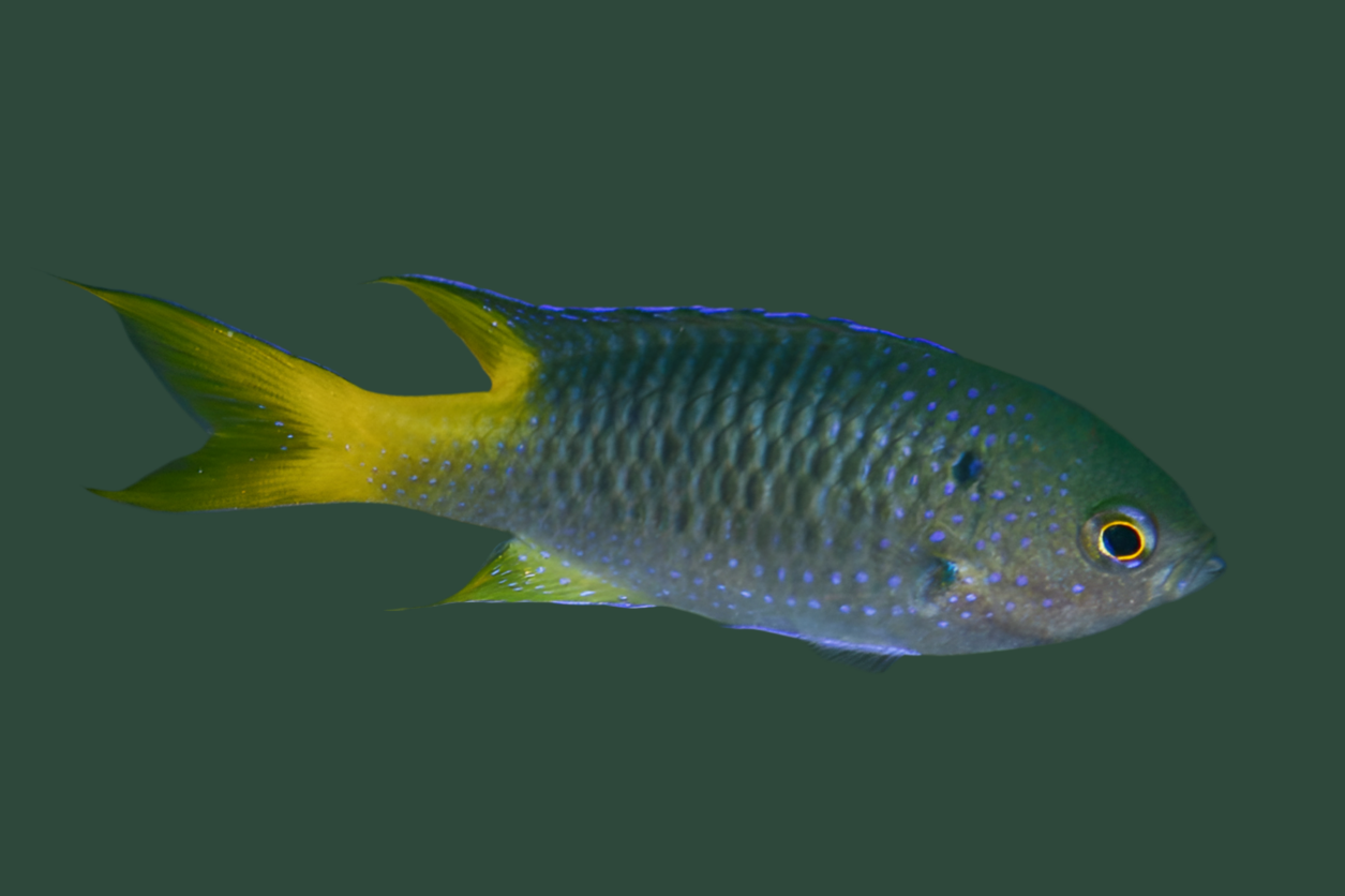 Damsel small