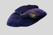 Marine betta