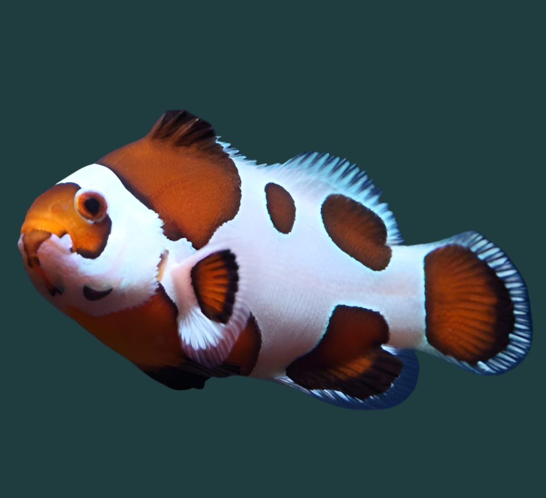 Mocha Storm Clownfish