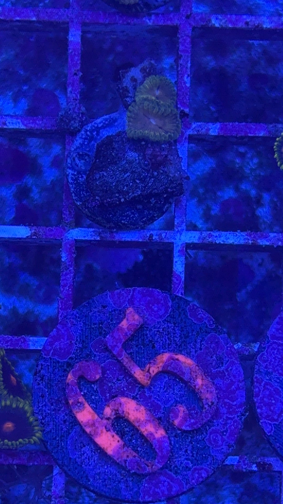 Golden Girls Zoanthids