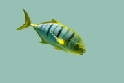 Golden trevally