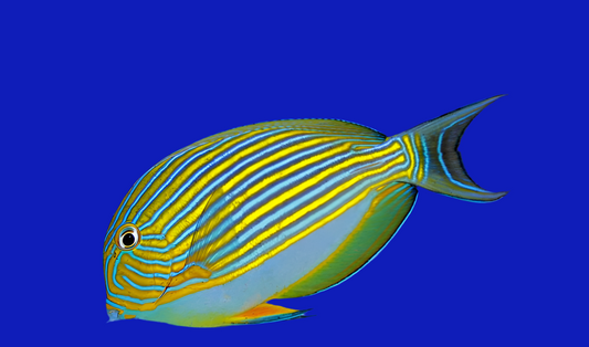 Clown tang