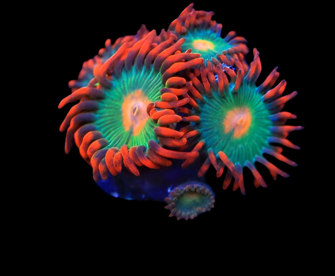Gatorade zoanthid