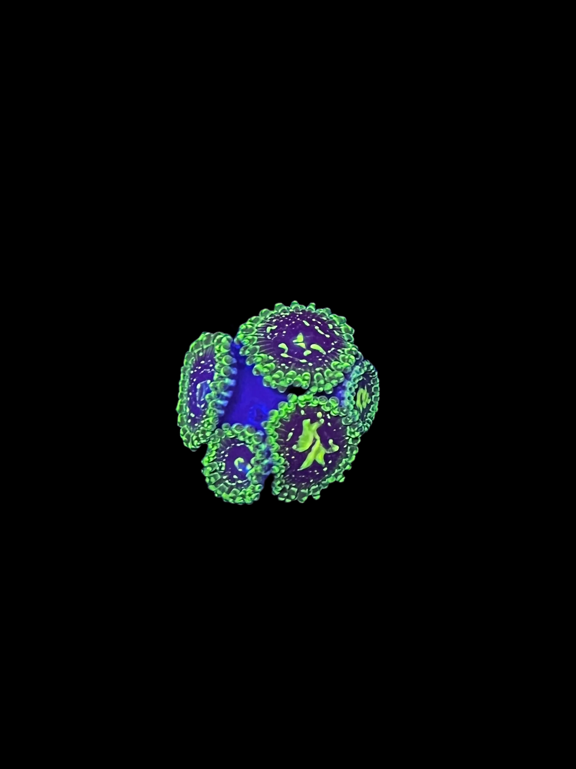 Exosphere zoanthid