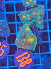 Purple Watermelon Chalice