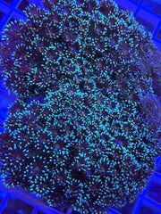 Two Tone Goni Colony