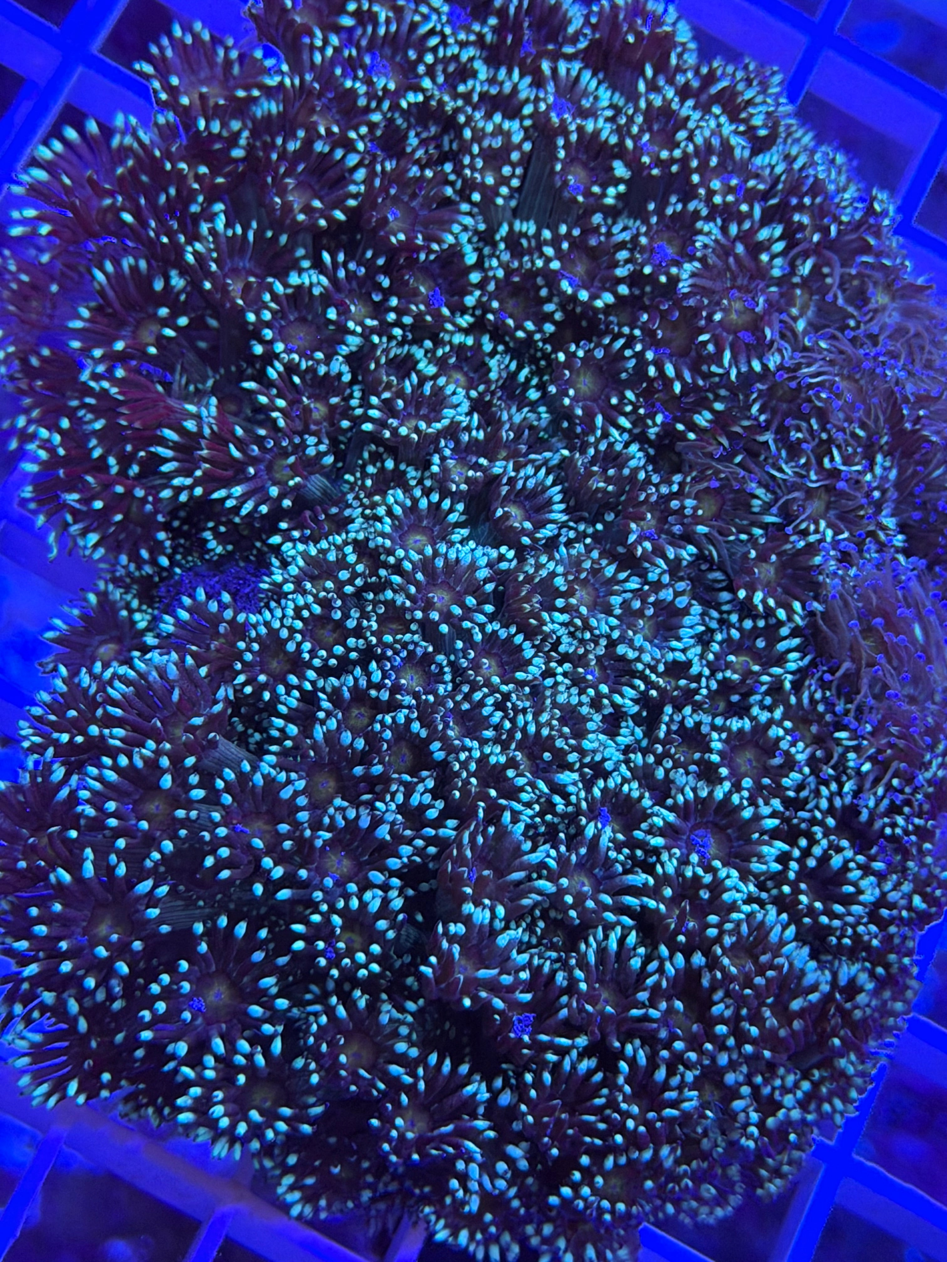 Two Tone Goni Colony