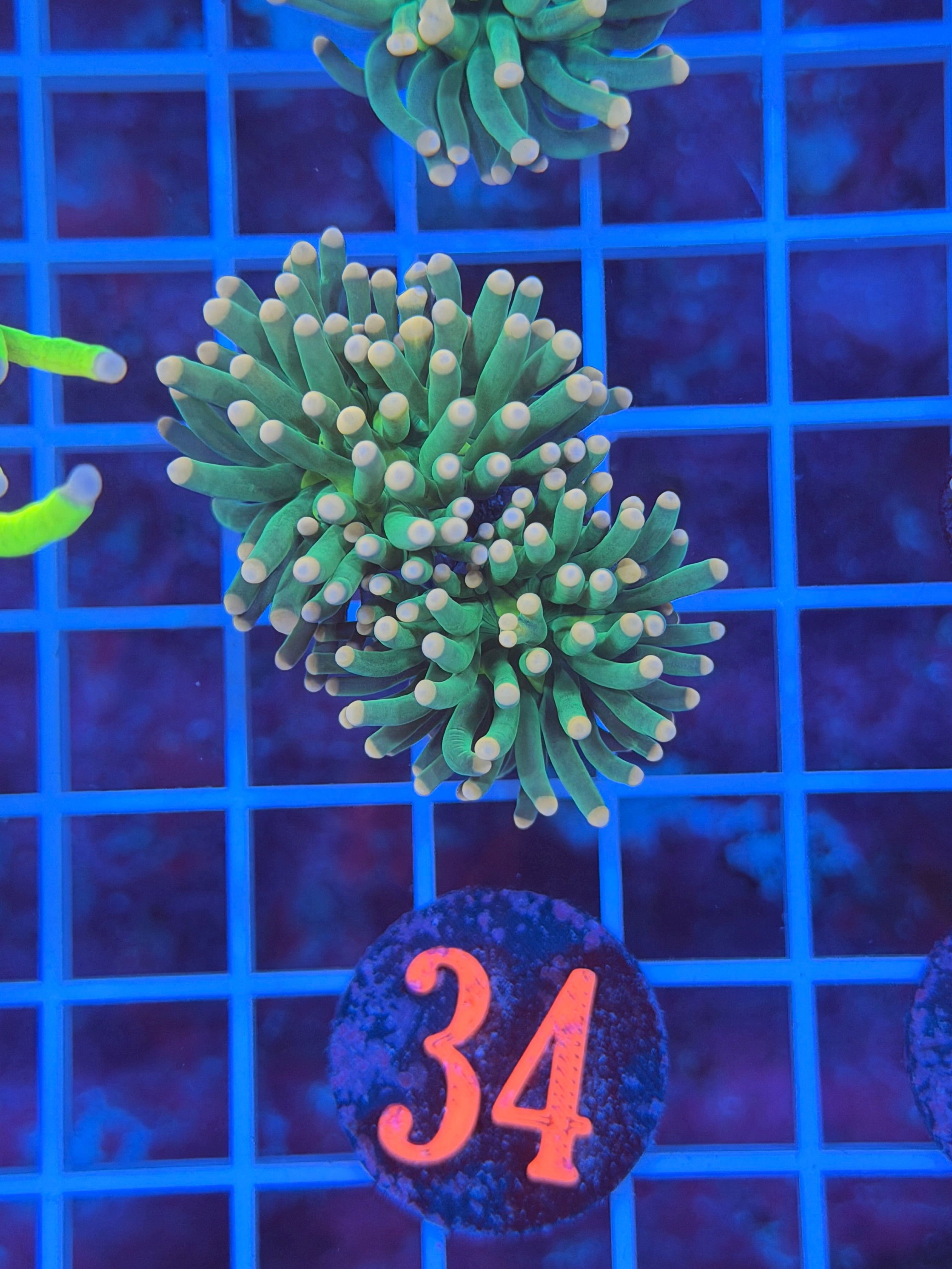 Cotton Candy Torch Variant