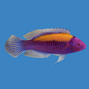 Orange Back Wrasse