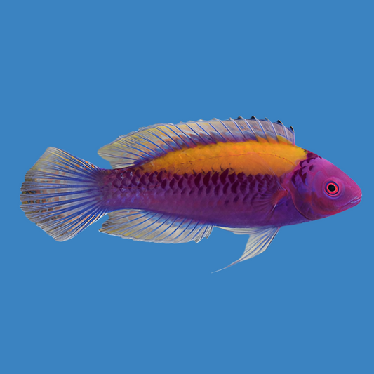 Orange back wrasse