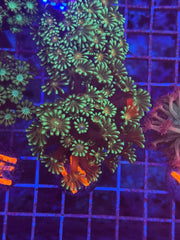 Gamora Alveopora