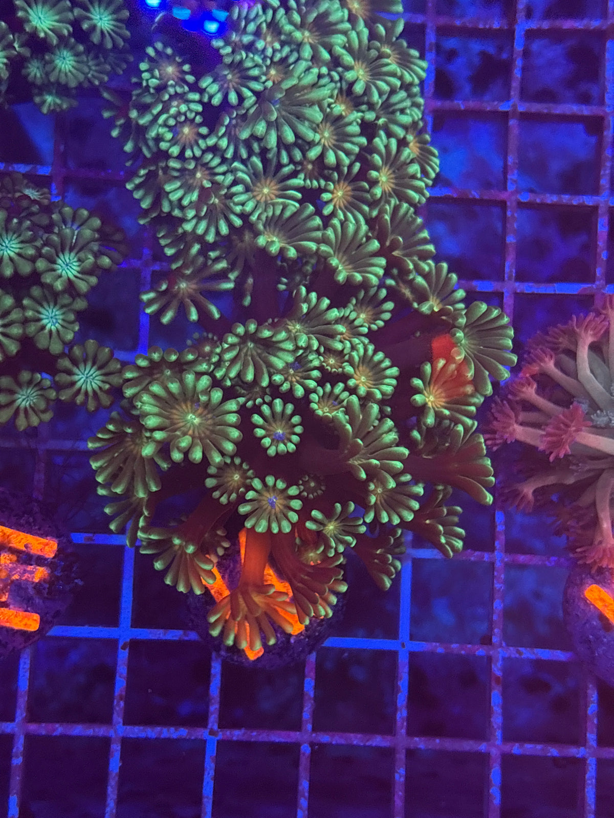 Gamora Alveopora