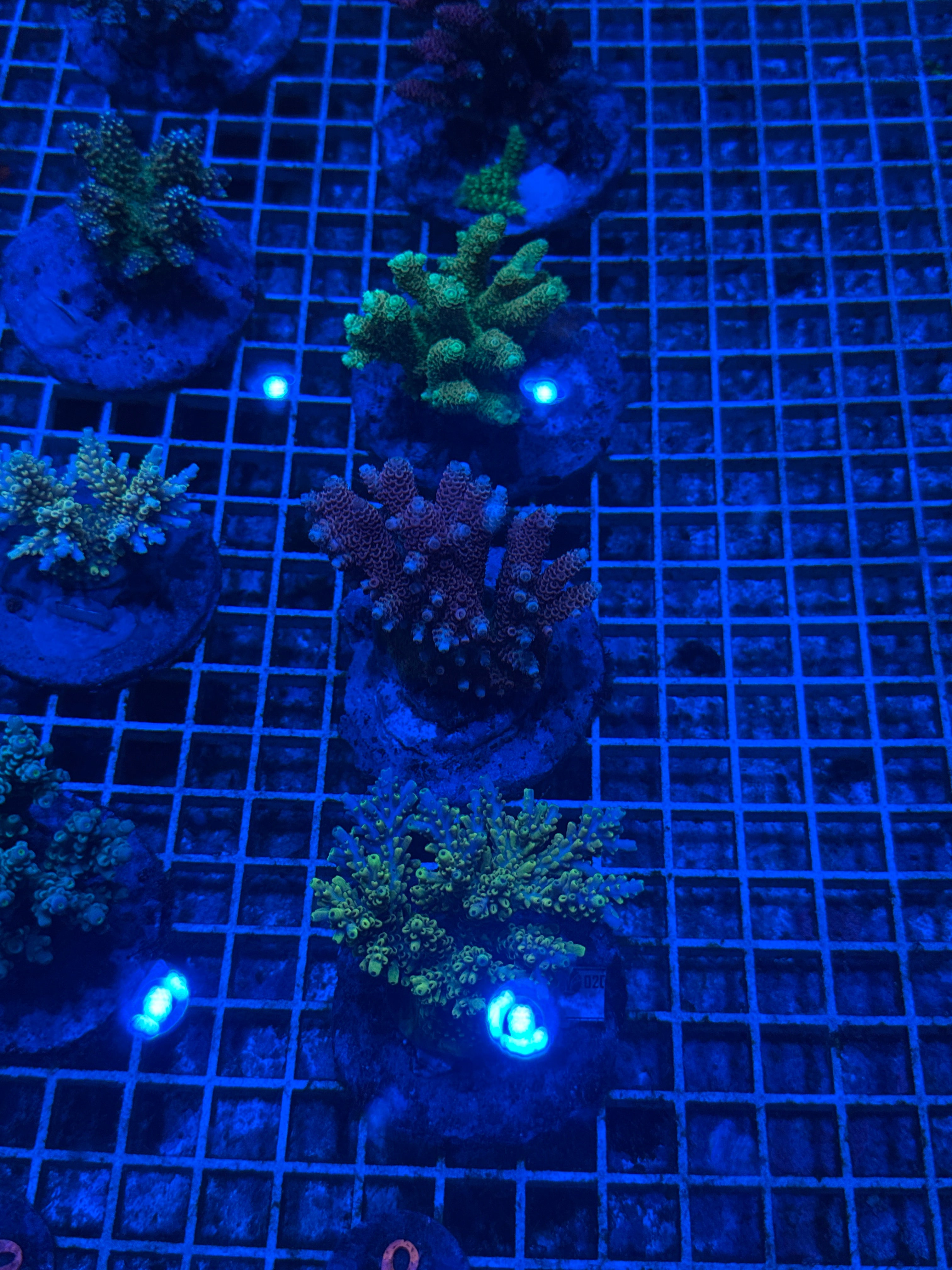 Acro Colony