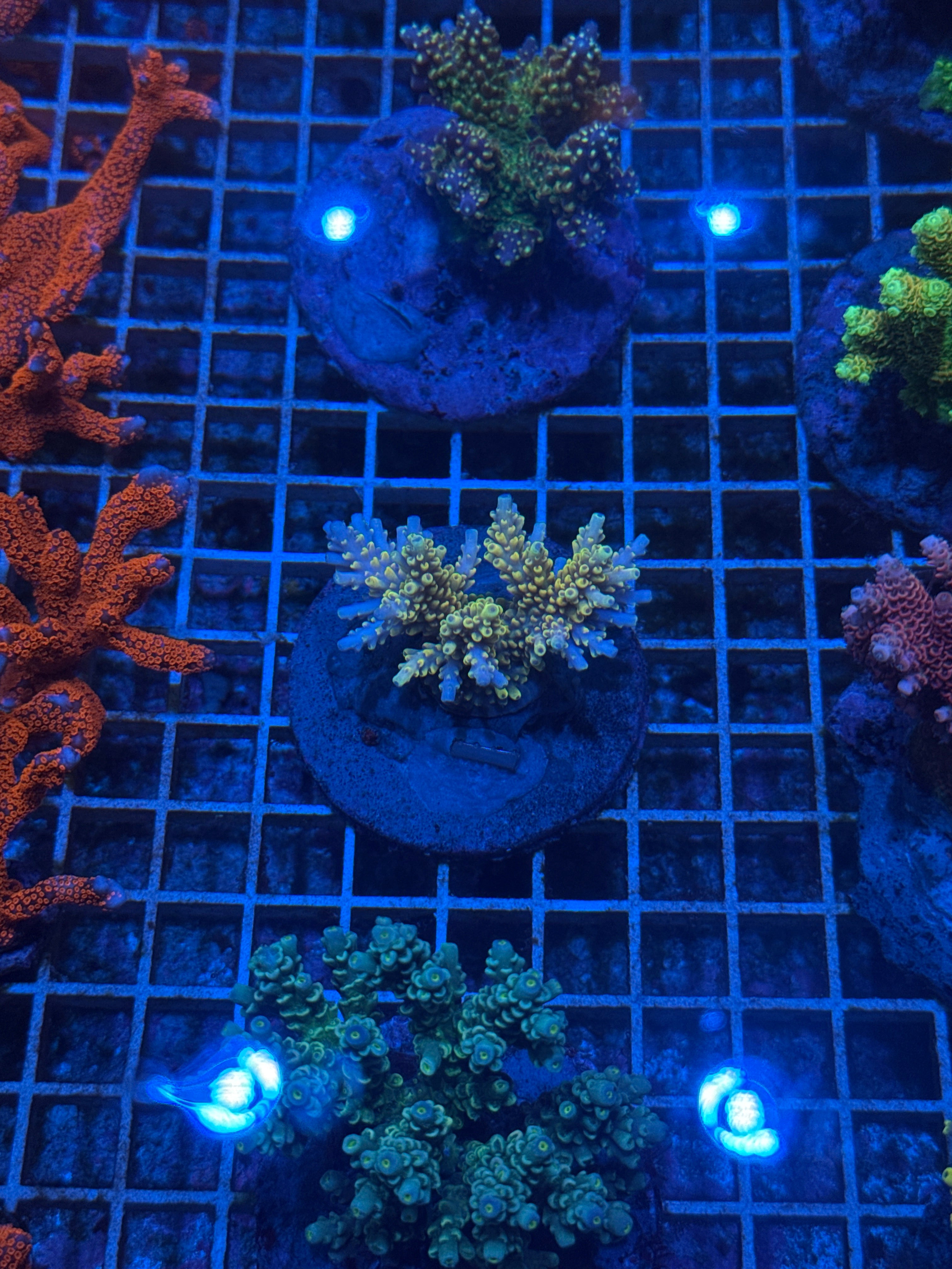 Acro Colony