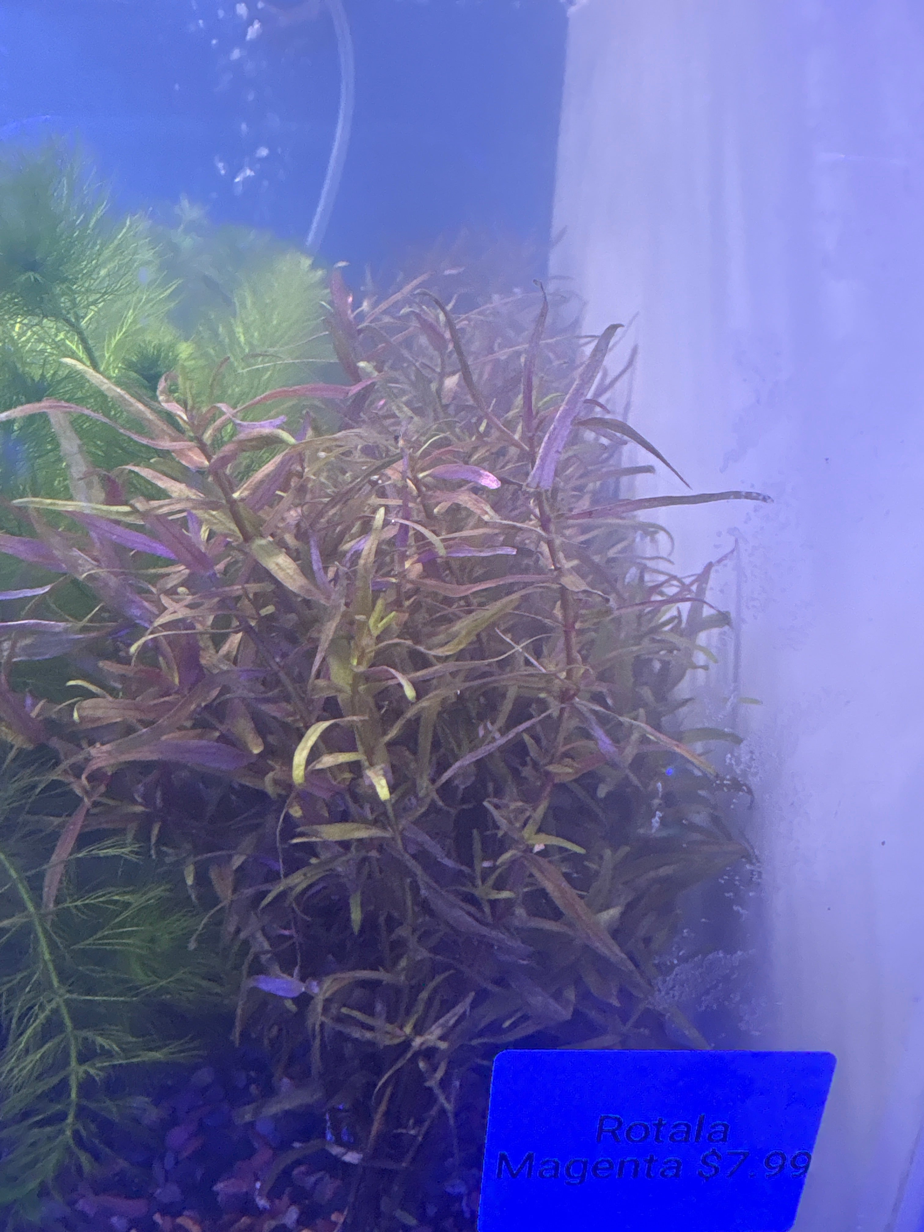 Rotala Magenta