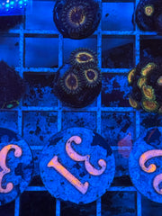 Vamp in Drag Zoanthid