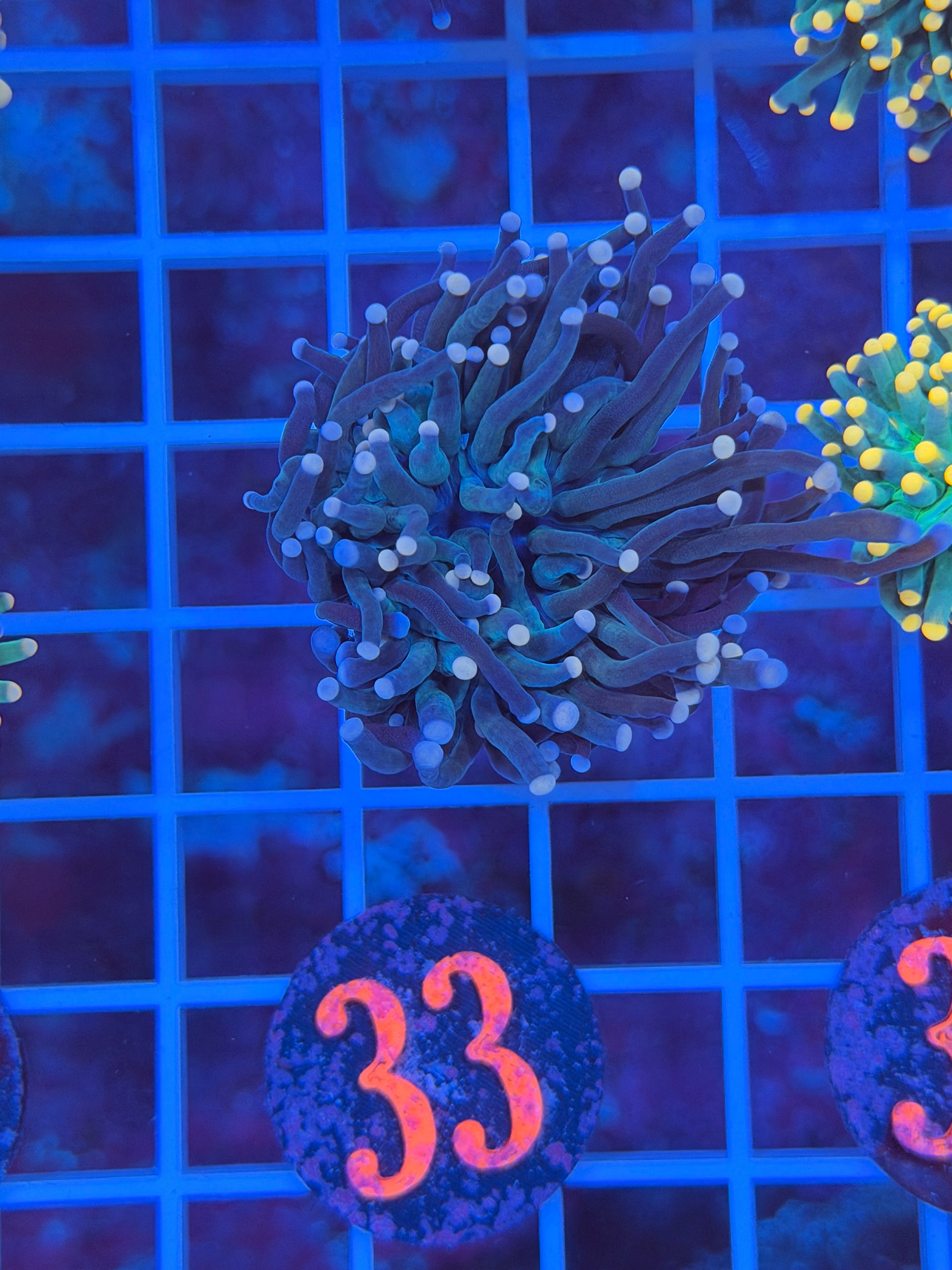 Hydros Black Panther Torch