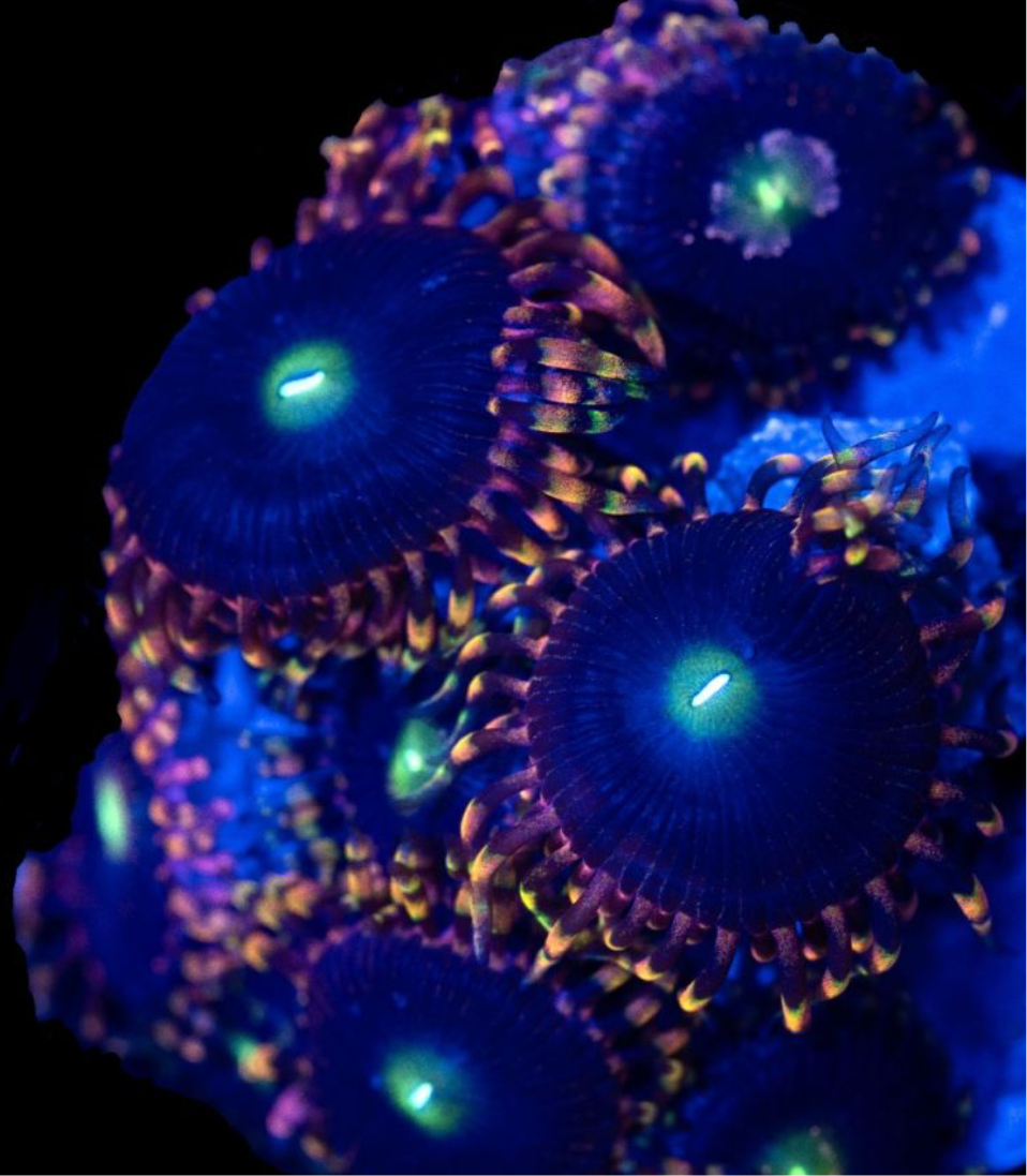 Bozo birthday zoanthid
