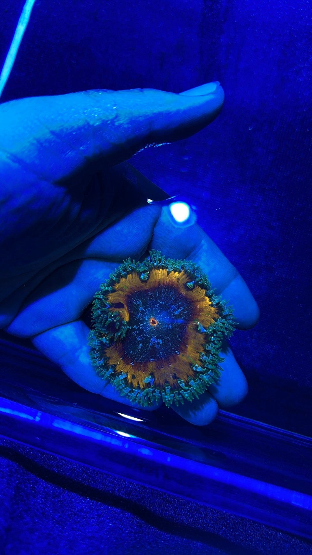 Rock Anemone