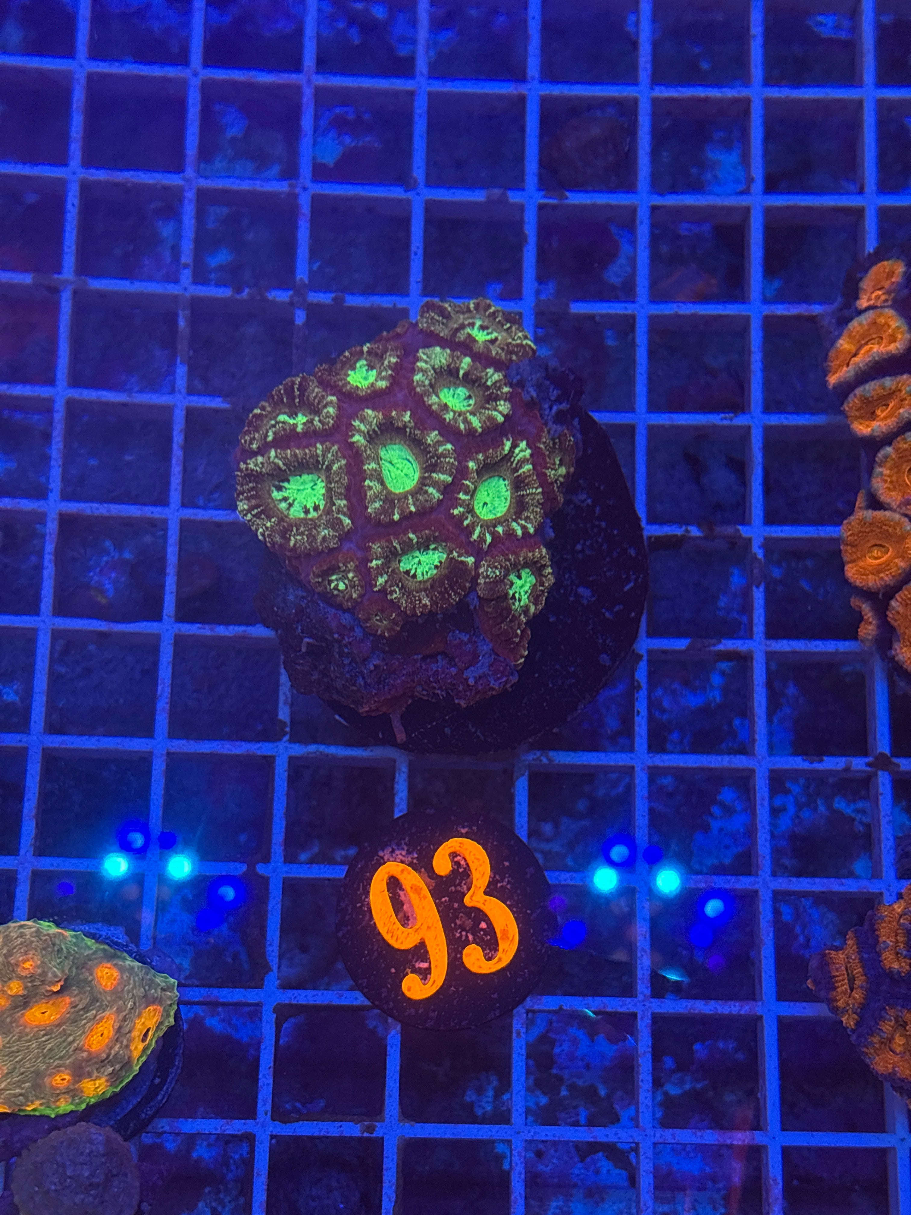 Asian Acan