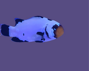 Giraffe frostbite proaquatix