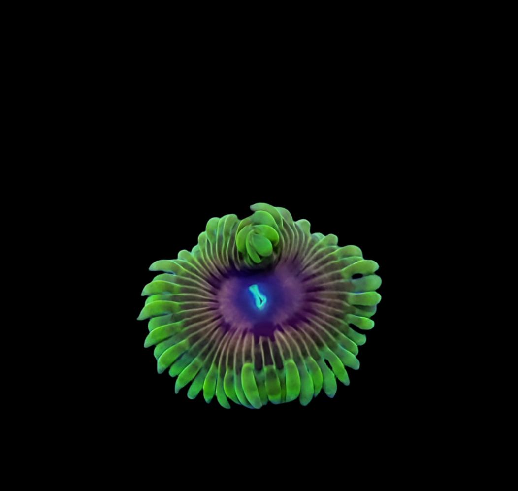 Oscar the grouch 40 per frag