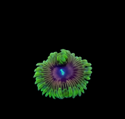 Oscar the grouch 40 per frag
