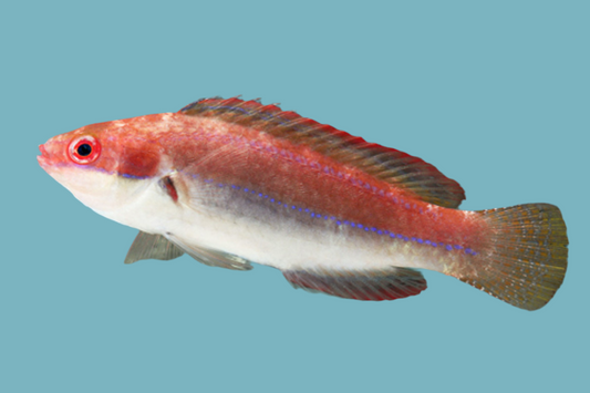 Temmincki fairy wrasse