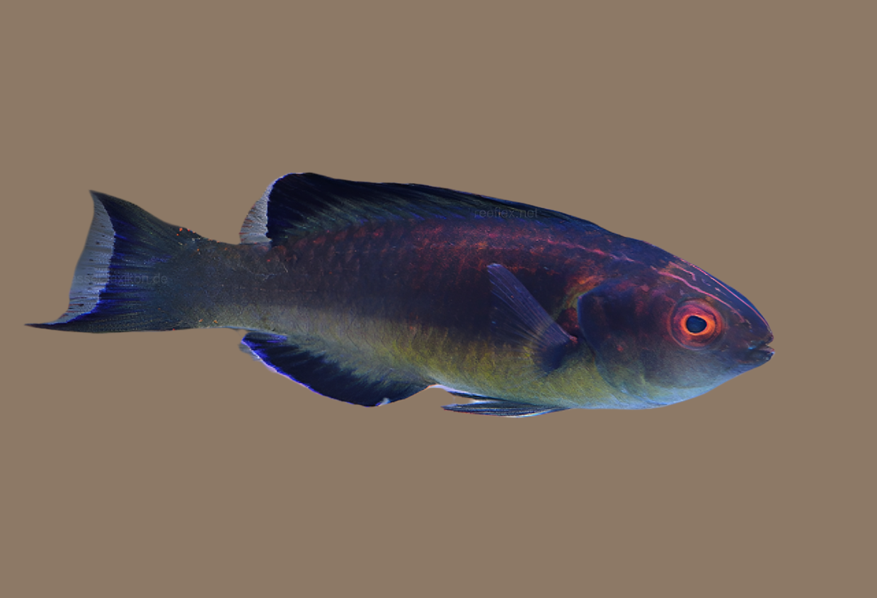 Brunneus fairy wrasse