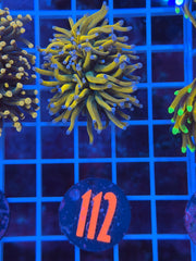 Blue Tip Repunzel Torch