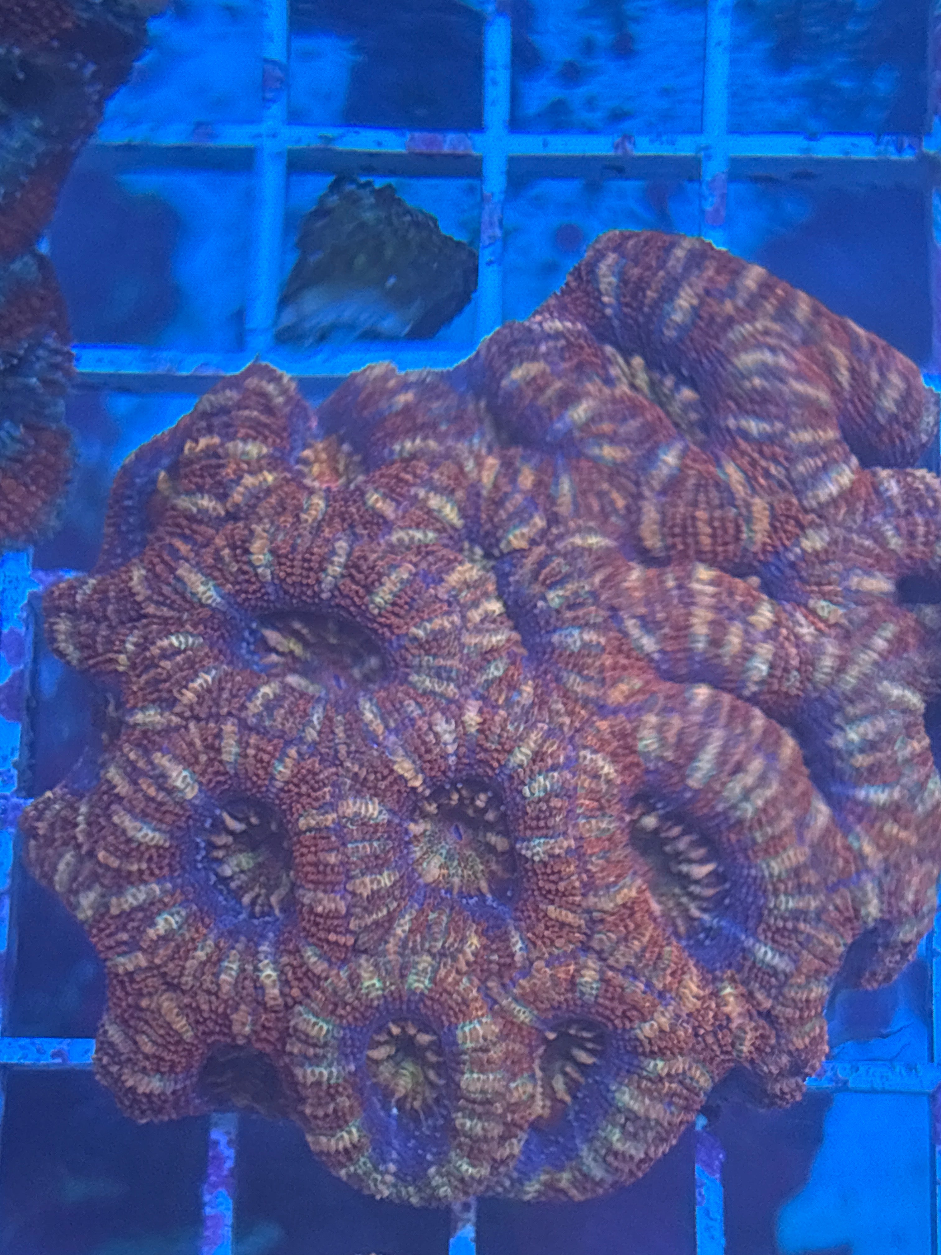 Peppermint colony