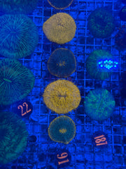Grade A Plate Coral