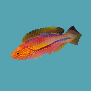 Pintail Wrasse