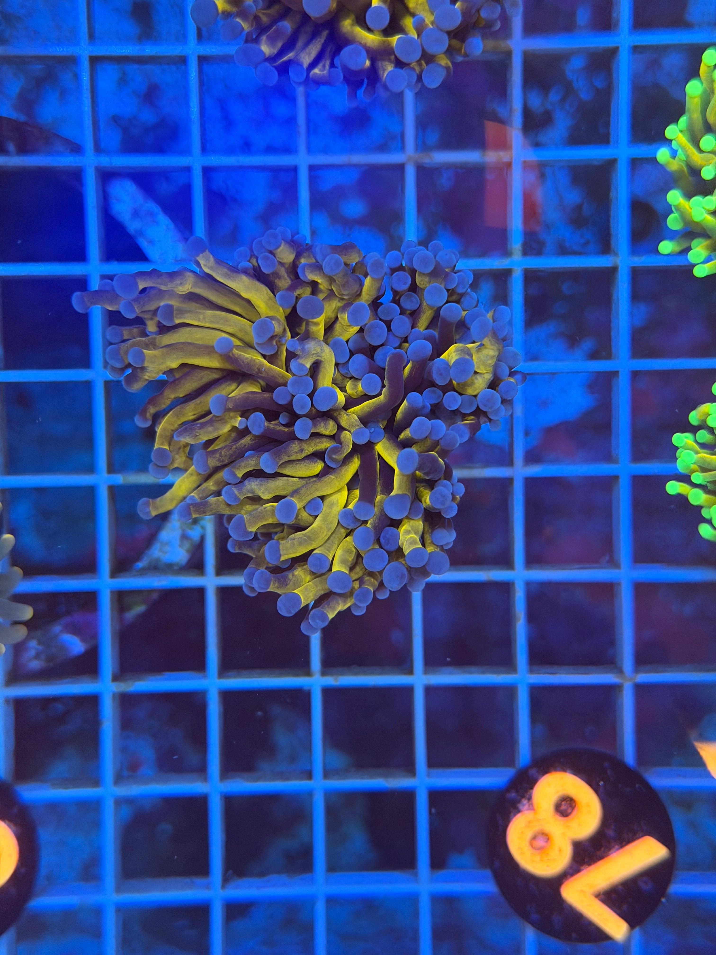 Aussie Gold Torch