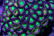 Buzz light year zoanthid