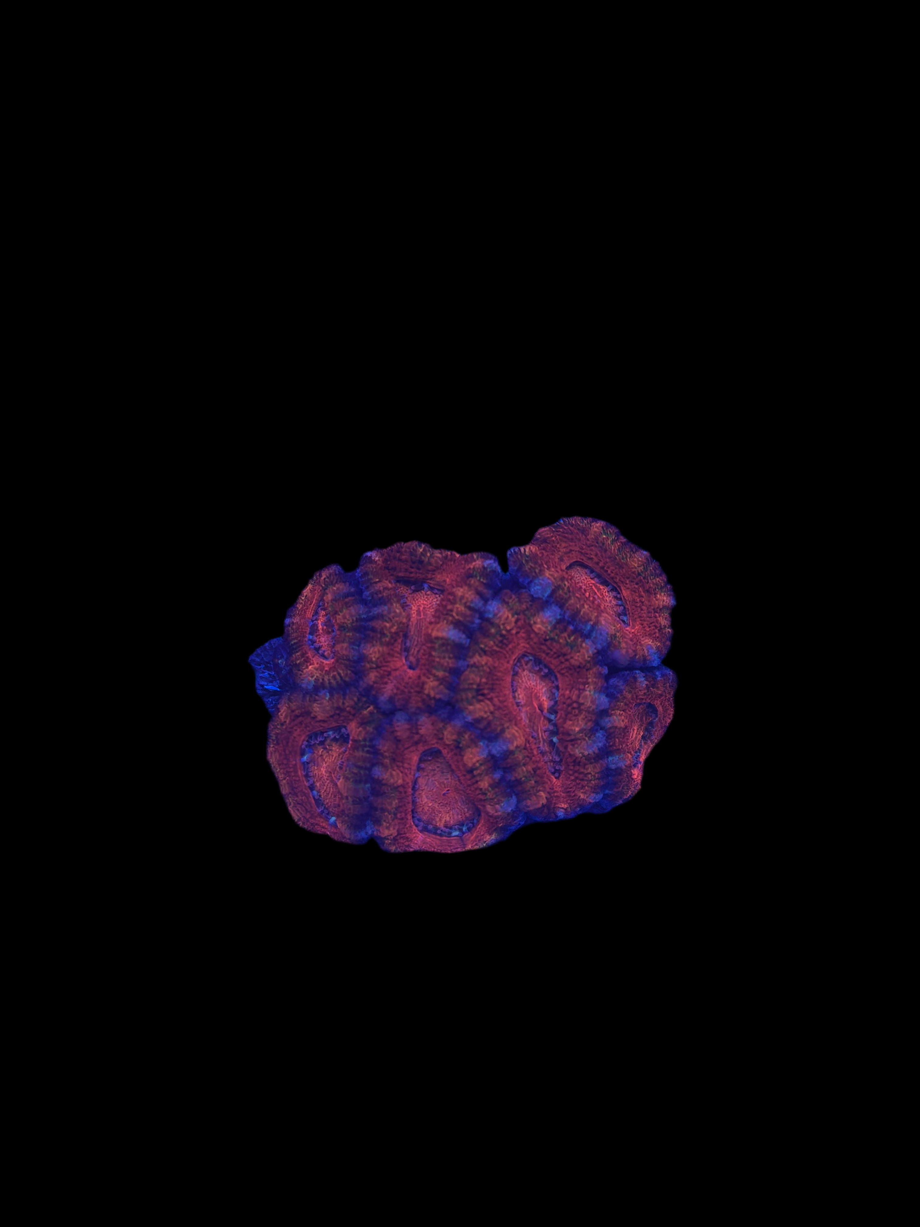 Red Acan