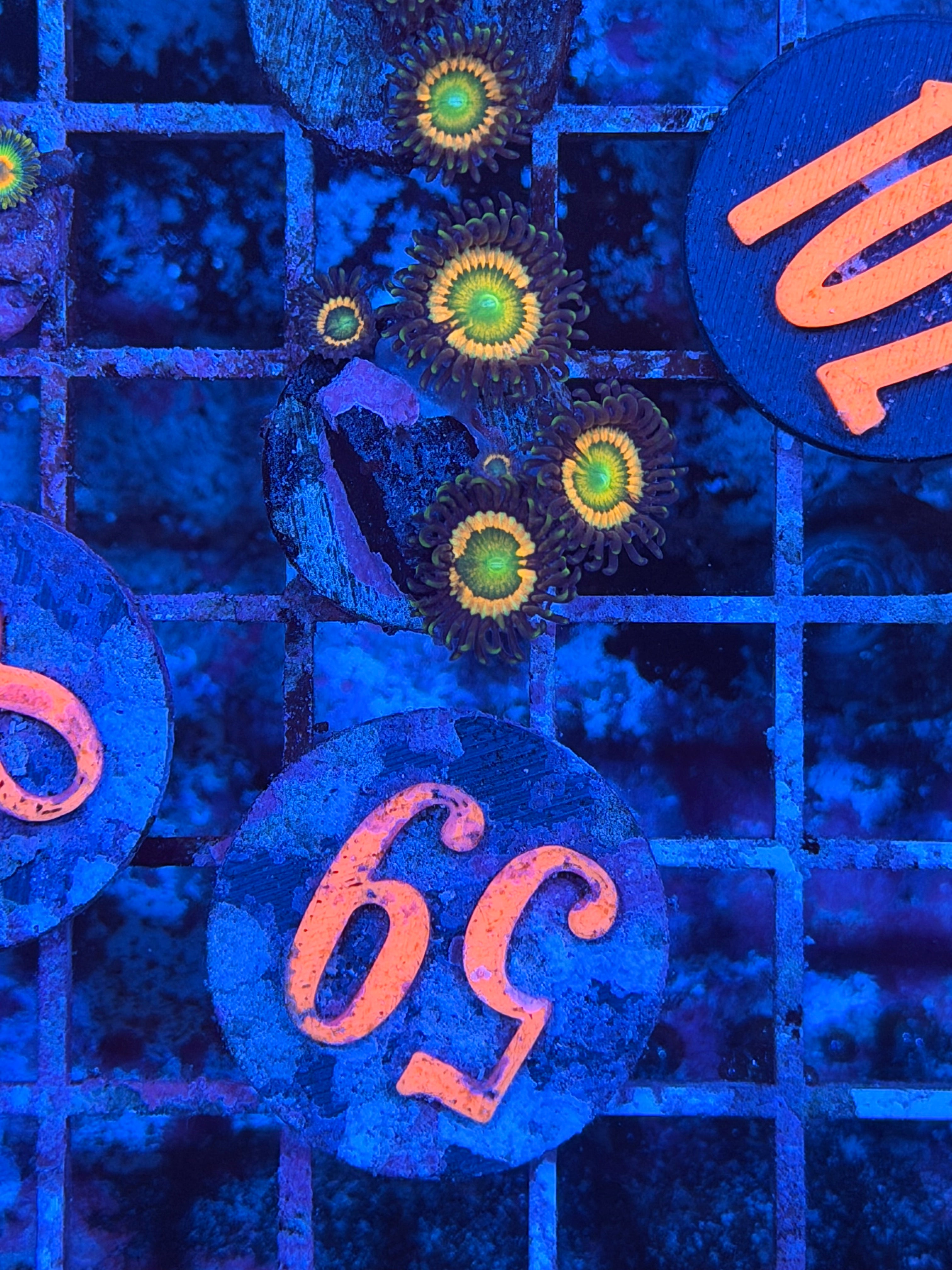 Circus Zoanthid