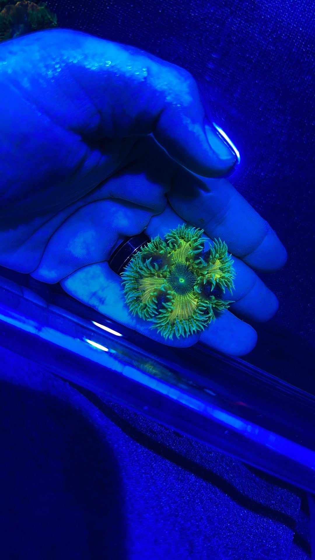 Rock Anemone