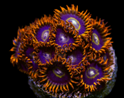 Rainbow hornet 30 per frag